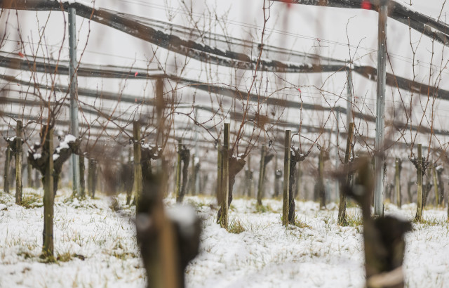 Weingarten im Winter